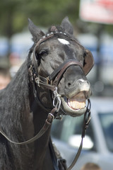 close-up of a black horse showing his teeth