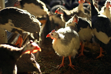 Poultry farming. Guinea fowl.