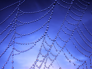 close up of a spider web with dew drops