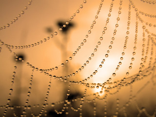 close up of a spider web with dew drops