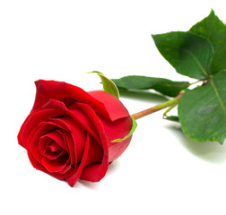 Red rose with green leaves. Isolation on white background.