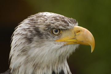 Weißkopfseeadler