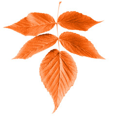 autumn. red branch isolated on white