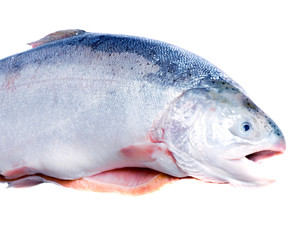 Trout fish isolated on white