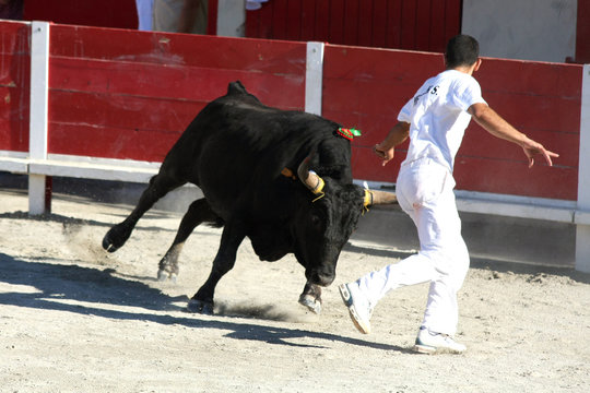 Course camarguaise