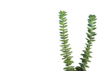 CRASSULA PERFORATA