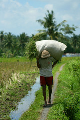 Récolte du riz, Bali