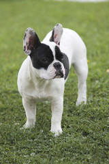 bouledogue français