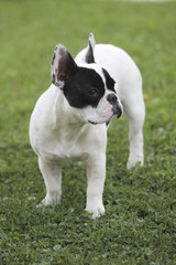 Fototapeta premium bouledogue français