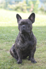 Fototapeta premium bouledogue français