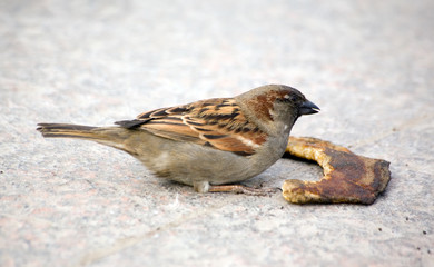 Sparrow on sidewalk with the big piece of food