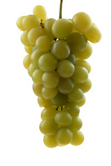 bunch of fresh grapes with leaf isolated on white