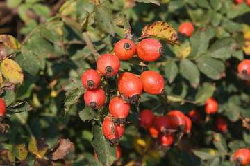Dog rose bearing