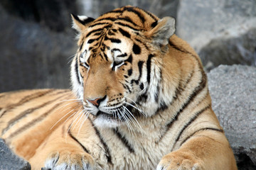 Fototapeta na wymiar Portrait of a beautiful adult tiger.
