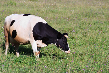 Black and white spotty cow on a meadow