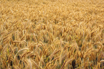 Triticale cultivation (hybrid of wheat and rye).