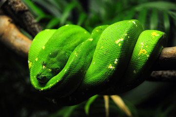 green tree python