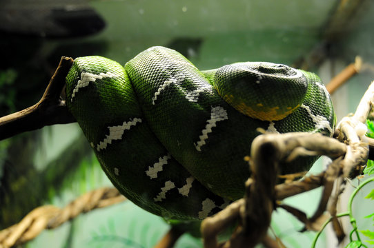 green tree python
