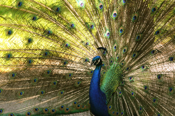 Obraz premium Indian peacock with spread fan tail
