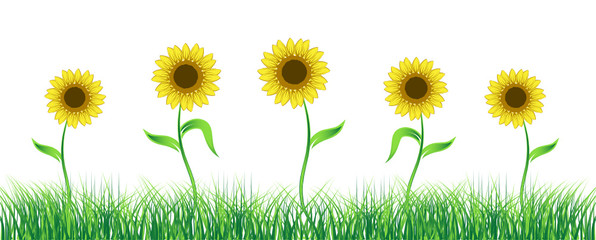 Sunflowers on green field