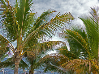 cocotiers