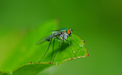 Fototapeta na wymiar long leg fly in the parks