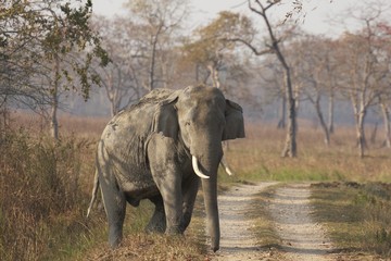 Naklejka premium Wild Male Asian Elephant. Kaziranga National Park, India