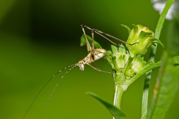 small grasshopper in the parks