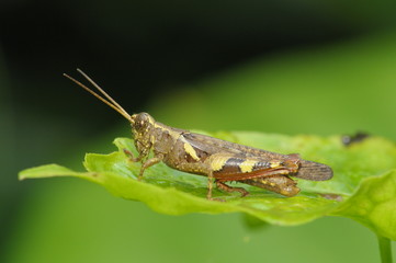 brown grasshopper in the parks