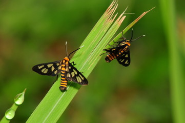 small fly after the mating