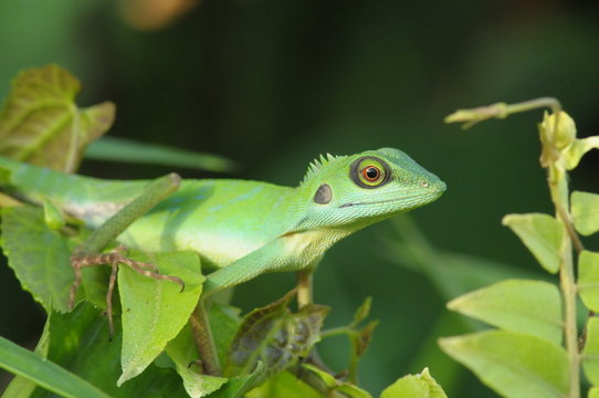 green lizard in the parks