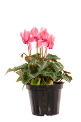 Pink cyclamen on white background