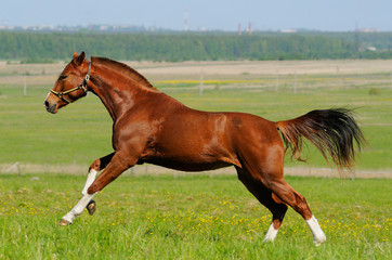 Sorrel horse gallops in field