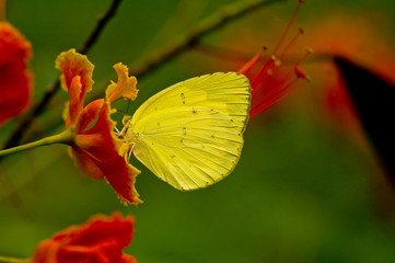 Grass yellow butterfly