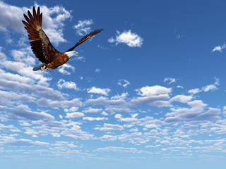 Fototapeta na wymiar Eagle flying on a background of the dark blue sky