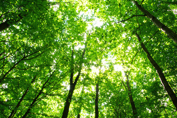 forest