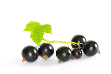 black currant