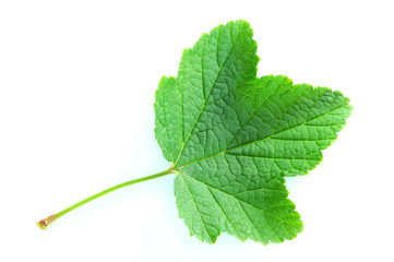 Fototapeta premium green leaf isolated on a white