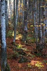 Colors of autumn / fall deep in untouched nature