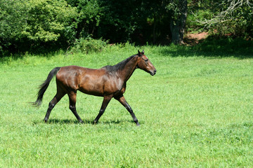 A Brown horse walking in a green field