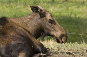 Moose (Alces alces) in Banff National Park Canada