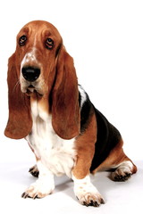 Basset Hound