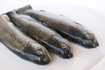 Forellen