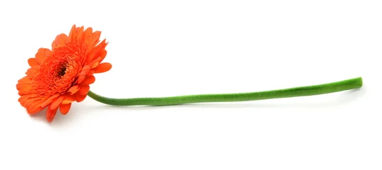 Photo sur Plexiglas Gerbera fleur de gerbera sur blanc, ombre naturelle visible en dessous