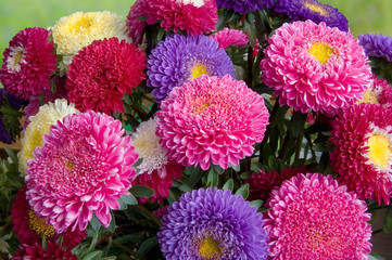 Bouquet of fresh asters different colors - obrazy, fototapety, plakaty