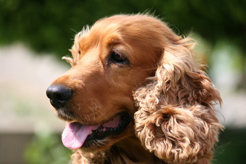 spaniel