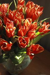 bunch of red tulips with the natural light shining on them