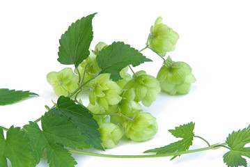 Hopfen - hop 08