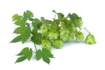 Hopfen - hop 10