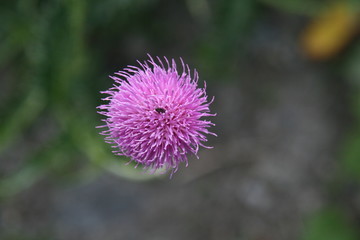 Mont Cenis  prairie fleurs sauvages haute Maurienne Alpes